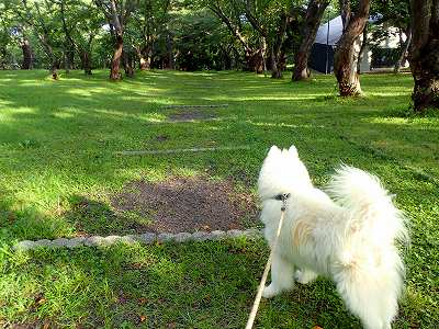 2019-Sept. in Iwakisan sakurabayashi-koen campsite