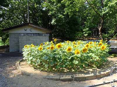 2019年8月の北竜町金比羅公園キャンプ場