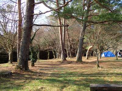 千本高原キャンプ場の松林の中のサイト