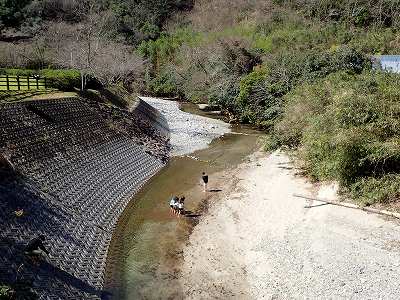 せせらぎ公園の前を流れる石手川