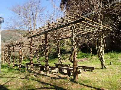 くつろぎ公園の藤棚