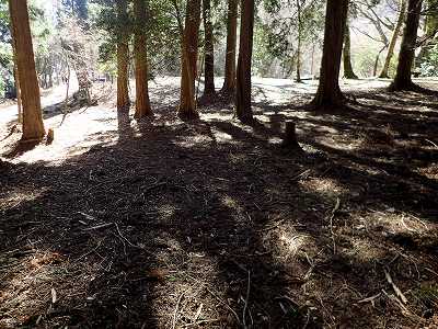 高縄山 千手杉広場キャンプ場のサイト風景