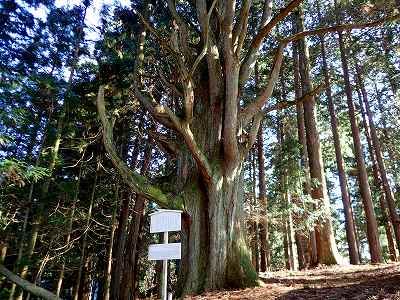 高縄山 千手杉広場キャンプ場の千手杉
