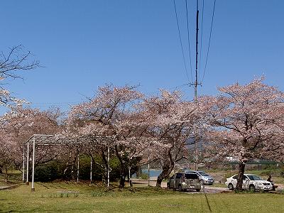 Wisteria pergola in Hoki-koen campsite