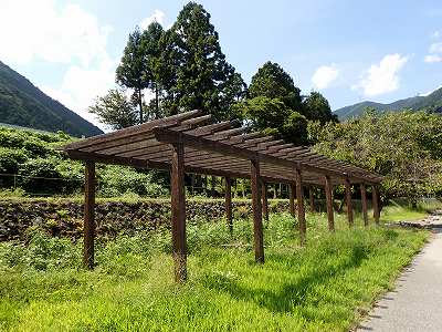 粕川オートキャンプ場の藤棚