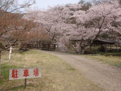 Cherry blossoms of Kitaniyama campsite