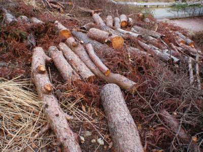 wood for fuel in Makino-ooike campsite