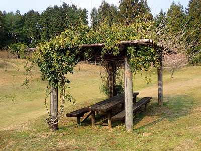 星ヶ窪キャンプ場の藤棚