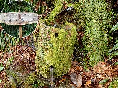 久木ノ森山風景林の久木の森の水