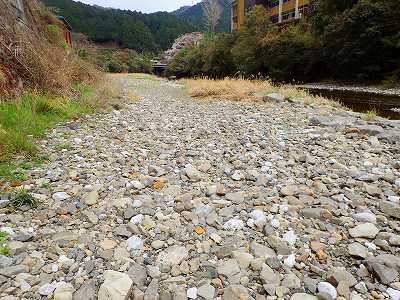 桑の川キャンプ場のサイト全景