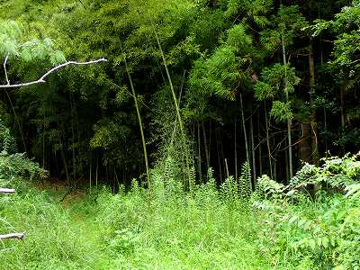 轟の滝キャンプ場（旧）の奥にある竹藪