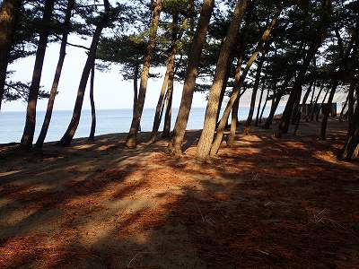 野田浜キャンプ場のサイト全景