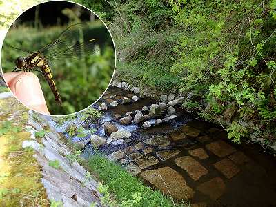 Mountain stream in Tombo no sato-koen campsite