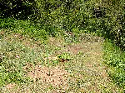 自宅の畑、庭でキャンプ