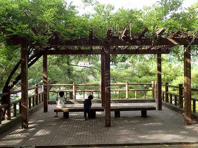 美濃田の淵キャンプ村の藤棚